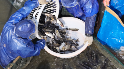 鳜鱼肥 产业兴——阳新官塘村两万斤“活泉鱼”“游”进安徽市场