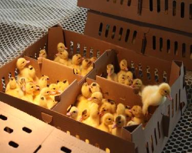 黄石阳新：屯鸟苗带“电子身份证”闯市场