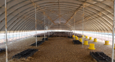 日产五万枚！阳新军山村“无抗”养殖为乡村振兴注入新活力