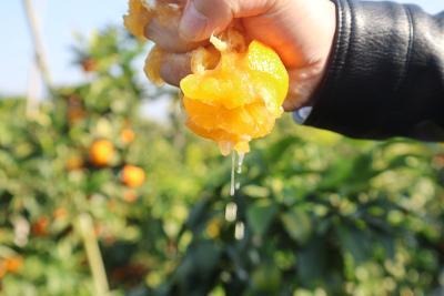 数字赋能产业兴  阳新县电商直播团助力柑橘“e路畅销”