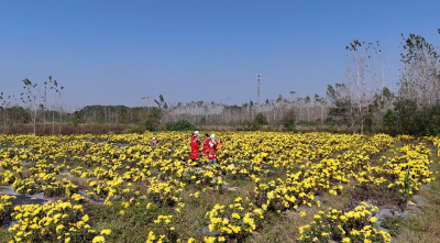 黄石阳新：200亩金丝皇菊金浪翻涌  绽放“金色希望”