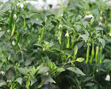 黄石阳新：李群英十年耕绿千亩田 带富一方乡邻