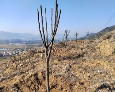 黄石阳新：梨园补栽忙 新苗育希望