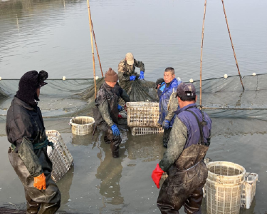黄石阳新：鱼米之乡新“丰”景