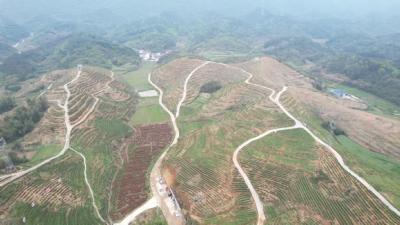 黄石阳新：念好“山字经”  种好“摇钱树”  打好“特色牌”