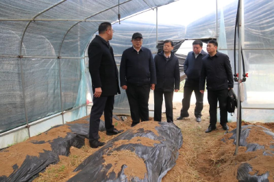 武汉轻工大学党委书记王立兵到木子店镇调研食用菌产业发展情况