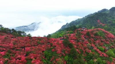 龟峰山景区：暖心周到的服务获得游客盛赞