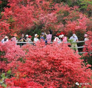  #这里是湖北# 通山：漫山杜鹃“带红”乡村游