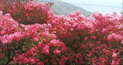 盛花期已到，花开成海待你来！龟峰山景区4月21日花海实况