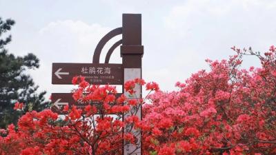 重磅｜2023年龟峰山杜鹃花海花期预报