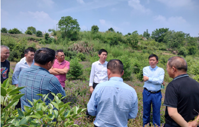 白果镇赴蕲春狮子镇中药材基地“取经”