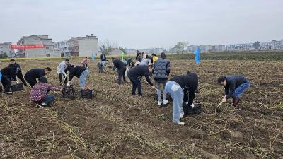 夫子河镇：田间地头 “薯”你最棒