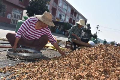 顺河镇：油茶丰收助力美丽乡村建设