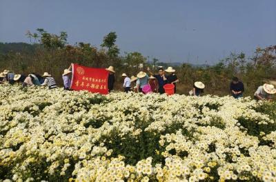 市农业农村局：将支部主题党日开在“花田”