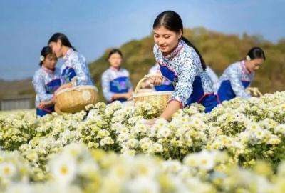 深山“一朵花” 芬芳满天涯