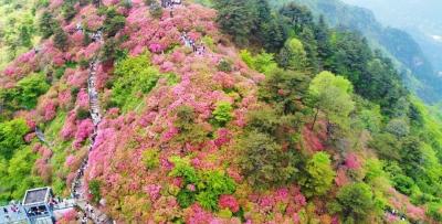 杜鹃花海迎盛放 最新赏花攻略（附今日花海实拍）