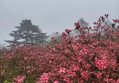 麻城全力确保赏花旺季期间平稳安全有序