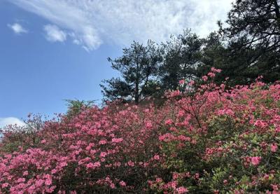 4月23日麻城龟峰山杜鹃花海实拍！