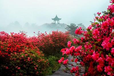 聚焦！麻城龟峰山杜鹃花海实拍