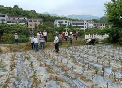 市农业农村局到张家畈镇指导地膜使用与回收  助力农业生产