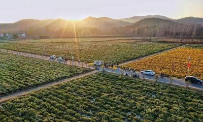 麻城：厚植人才发展沃土 绽放万亩富民之花