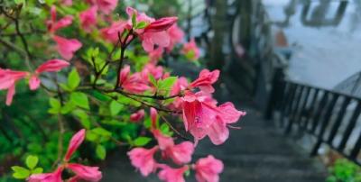 花情速报：三、四环线进入盛花期！