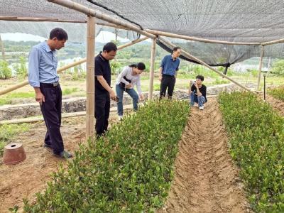 省林科院专家指导五脑山林场油茶育种工作