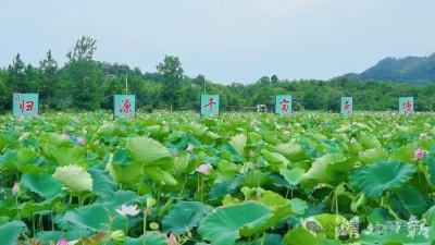 【美丽乡村】盐田河镇群建村：荷塘飘香产业兴