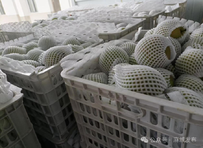 中馆驿镇：夏日好“丰”景 梨子采收忙