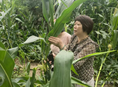 麻城市植保站深入田间地头为农户排忧解难