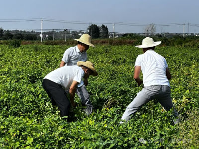 麻城：开展花生实地测产 助力乡村振兴