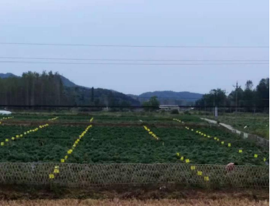 【治理小流域 绘就新画卷】铺就菊花新“绿”路