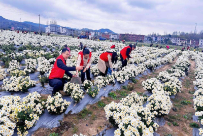 收获“俏”白菊 敲开“花样”致富门