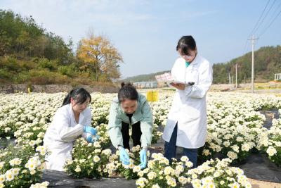 市公共检验检测中心把好麻城菊花质量关