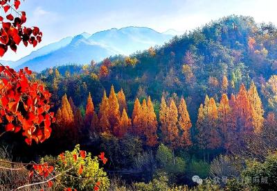 灵秀龟山惹人醉 青山有意影为媒