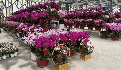 麻城花博园，瞧你美的……