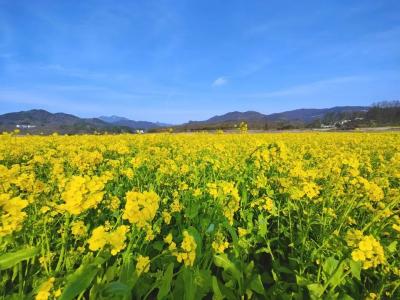 春日必冲！麻城这片“水上花毯”等你来~