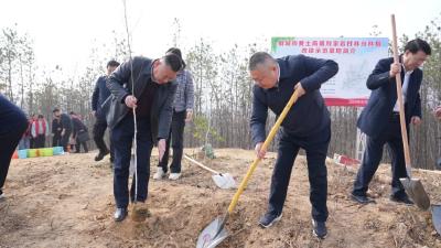 生态充“植”！麻城280亩油茶枫香混交林“上线”