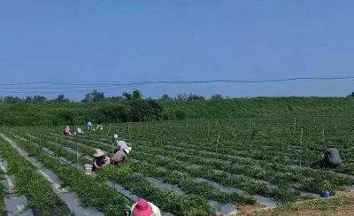 【美丽城乡 你我共建】麻城荣家洲村：蔬药产业齐发力 绘就多彩田园新画卷