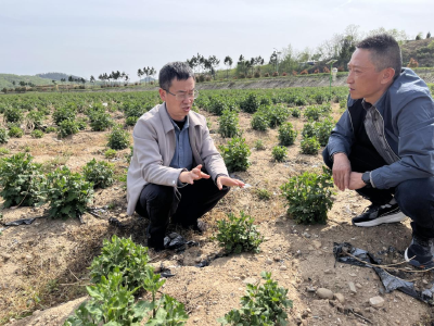 南京农业大学教授把脉麻城福白菊种植