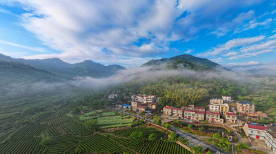 年销5000万！“山货出山”让茶农笑开颜