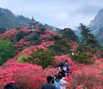 趁杜鹃盛放，来花漾麻城！