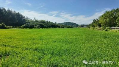 麻城农技专家为科学应对水稻病虫害支招