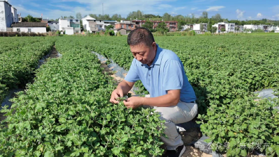 菊花应对高温高湿天气病虫害防治技术措施
