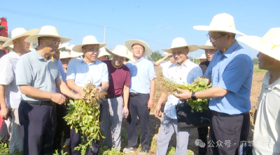专家齐聚麻城 聚焦花生产业