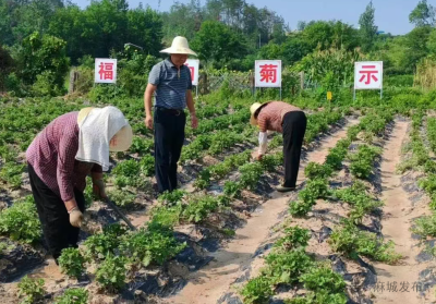 【民生大视野】福菊课堂进田间 花农增收笑开颜