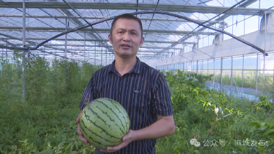 宁波良种西瓜扎根麻城结出“致富果”