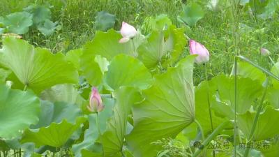 阎家河镇夏日荷花别样红