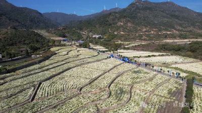 多方联动筑牢菊花产业发展屏障