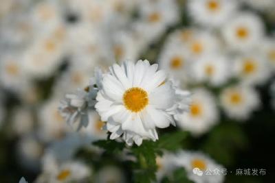 麻城菊花携手东航迈向国际 开启品牌出海新征程